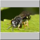 Crabro scutellatus - Grabwespe m05 9mm.jpg